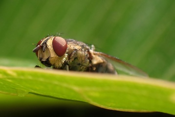 P2267036a.jpg